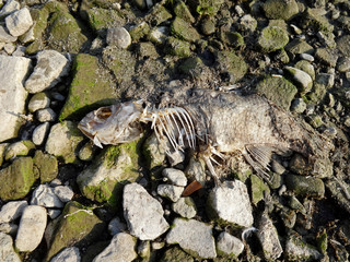 Dead fish decomposes on lakeshore