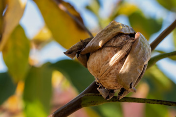 Ripe Walnut in The Walnut Tree Ready For Harvesting