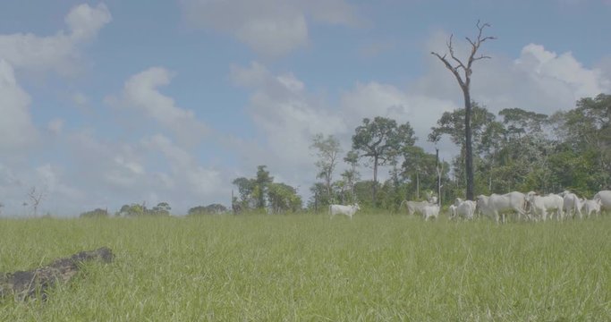 Cattle in a Green Field in Pando, Bolivia