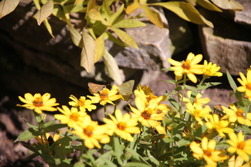 yellow flowers in garden