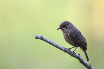 bird on a branch