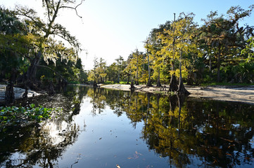 Fototapeta na wymiar Backlit Cypress Trees on banks of Fisheating Creek, Florida on a sunny autumn afternoon.