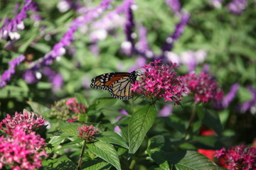 butterfly on flower