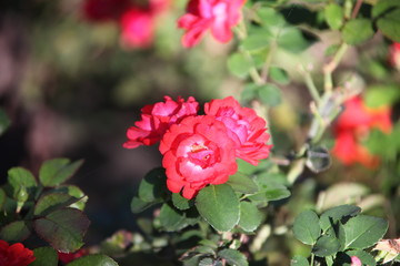 pink rose in the garden