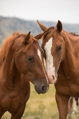 Fototapeta premium Red Horses