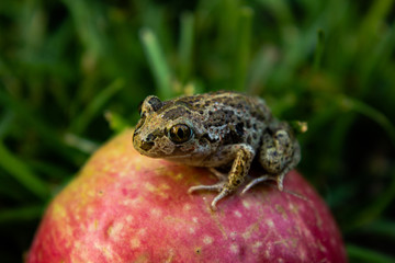  Frog sitting on an apple