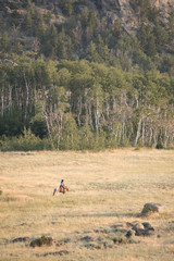 Mountain Cowgirl