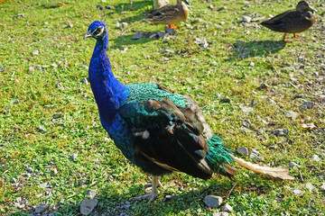 Colorful green and blue peacock bird with plume feathers