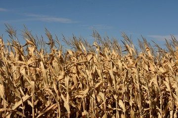Maïs d'automne
