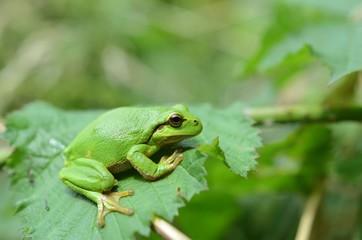 Common European treefrog (Hyla arborea)