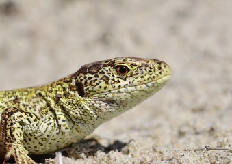 Sand lizard (Lacerta agilis)