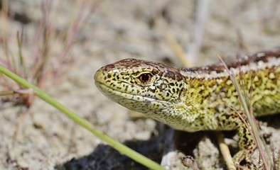 Sand lizard (Lacerta agilis)