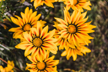 African native Gazania daisies with vibrant yellow and red tones