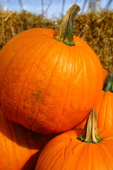 Display of round orange pumpkins at the farmers market in the fall