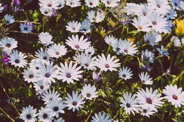 bush of Osteospermum purple African daisy with purple pink and white tones