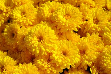 Yellow chrysanthemum flowers growing in the garden