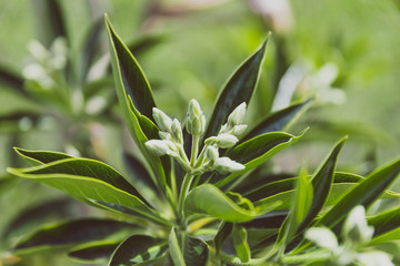 Hymenosporum native Australian frangipani plant with flowerbuds about to bloom
