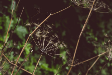 dead flower 