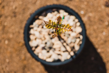 tiny jacaranda tree in pot shot at shallow depth of field