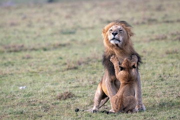 A young lion cub tries to get his father to play.  Paws are outstretched on the male lion's chest like a hug.  Image taken in the Maasai Mara, Kenya. - Powered by Adobe