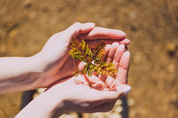hands surrounding tiny jacaranda tree leaves in pot
