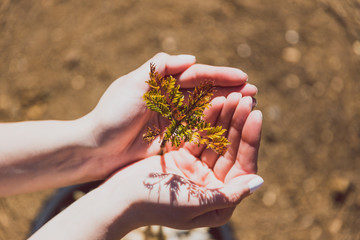 hands surrounding tiny jacaranda tree leaves in pot