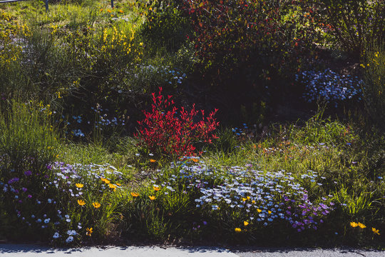 Colorful Daisies And Flower Bushes Along Residential Road In Australia