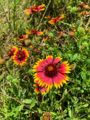 Indian Blanket Flower Gaillardia pulchella