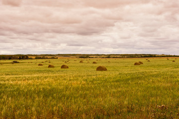 Rolled bales of hay on a green field