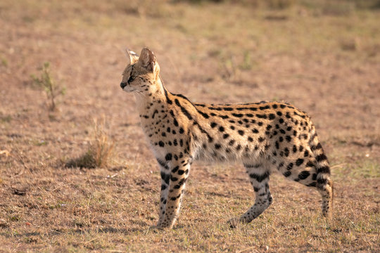 A beautiful rare serval cat stands in a clearing searching for prey.  Image taken in the Maasai Mara, Kenya.