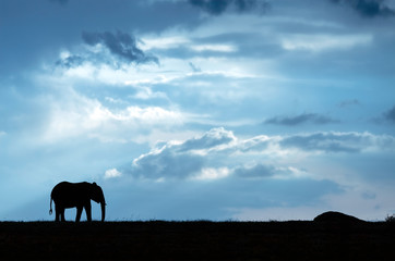 Silhouette of an elephant against a cloudy blue sky.  Image taken in the Maasai Mara, Kenya.
