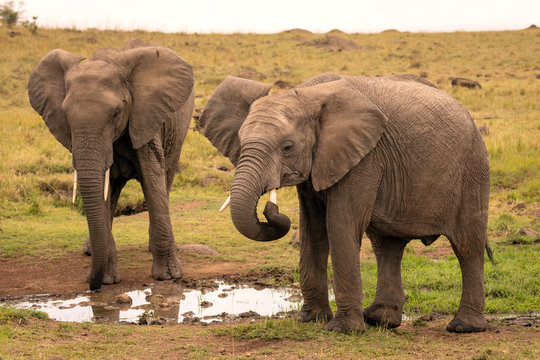 Two elephants at a water hole.  One elephant is attempting to clean out his trunk with his tusk.  Image taken in the Maasai Mara, Kenya.