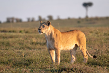 Lioness (female lion) standing in a clearing looking off into the distance.  Image taken in the Maasai Mara, Kenya.