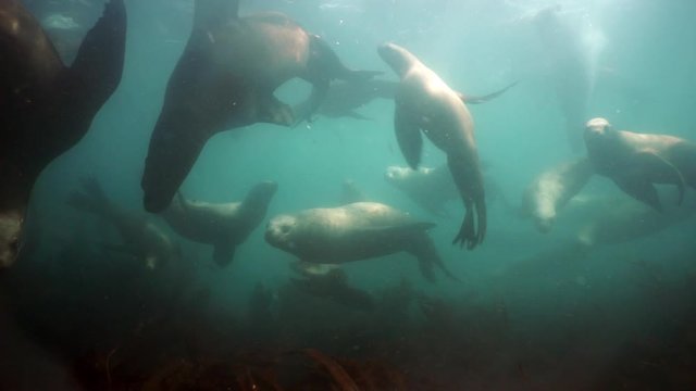 Group of Seals underwater of Sea of Okhotsk. Family of northern sea lion marine mammal animal underwater in muddy cold water wild nature. Concept of pinniped animals underwater.