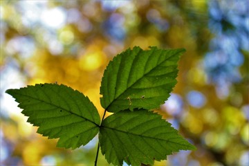 Fototapeta na wymiar autumn green leaves