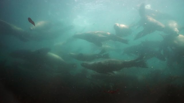 Seals underwater of Sea of Okhotsk. Family of northern sea lion marine mammal animal underwater in muddy cold water wild nature. Concept of pinniped animals underwater.