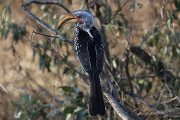 Southern yellow-billed hornbill