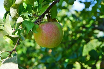 Fresh green apples growing on trees at an apple orchard