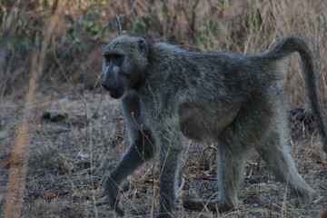 Baboon in Kruger Park, South Africe