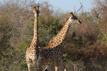 Giraffe in Kruger Park