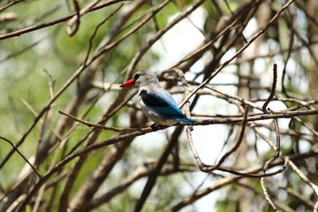 A mangrove kingfisher in Tanzania / Un martin-chasseur des mangroves