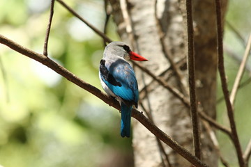 A mangrove kingfisher in Tanzania / Un martin-chasseur des mangroves
