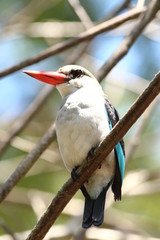 A mangrove kingfisher in Tanzania / Un martin-chasseur des mangroves