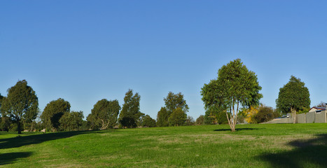 Fototapeta na wymiar Field of green lush grass
