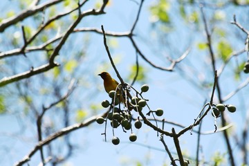 A spectacle weaver in its tree