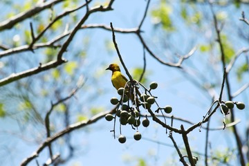A spectacle weaver in its tree