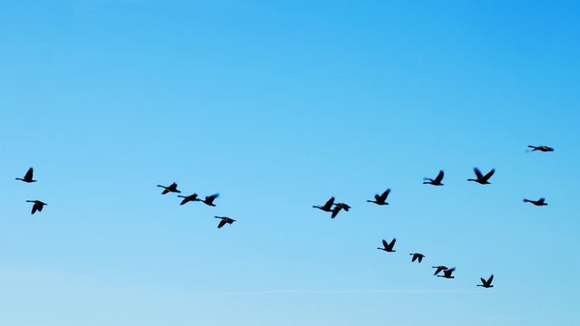 Silhouette of flock of Canada Geese, Branta canadensis, flying away from lake and toward the bright sun light.