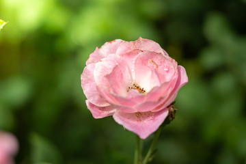 Roses in the garden