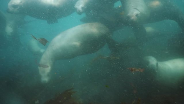 Group of Seals underwater of Sea of Okhotsk. Family of northern sea lion marine mammal animal underwater in wil nature.