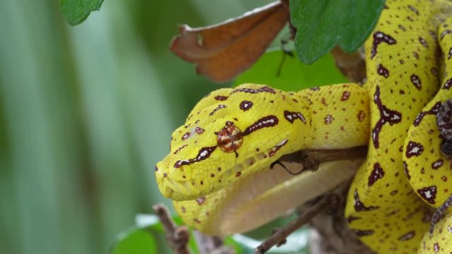 Baby Biak Green Tree Python Snake in tree flicking tongue